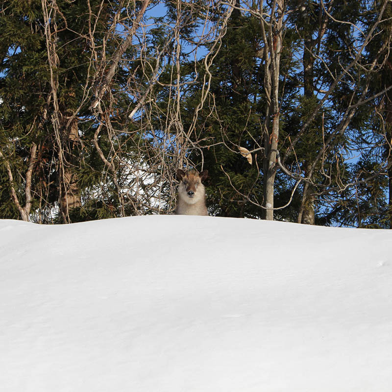 Chalet photograph